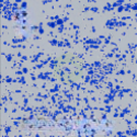 Germinate camo preview